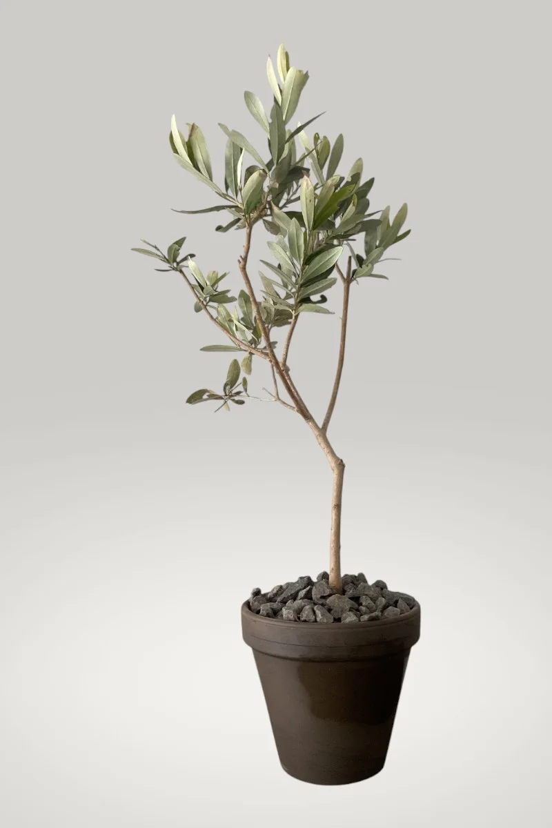 Plant Aglandau - 44cm
